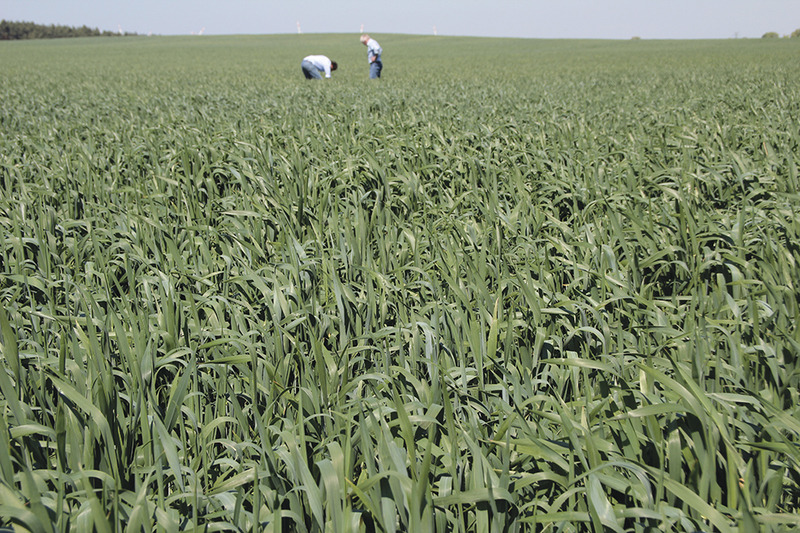90 hybrid wheat on arid sites “I need this reliable yield”